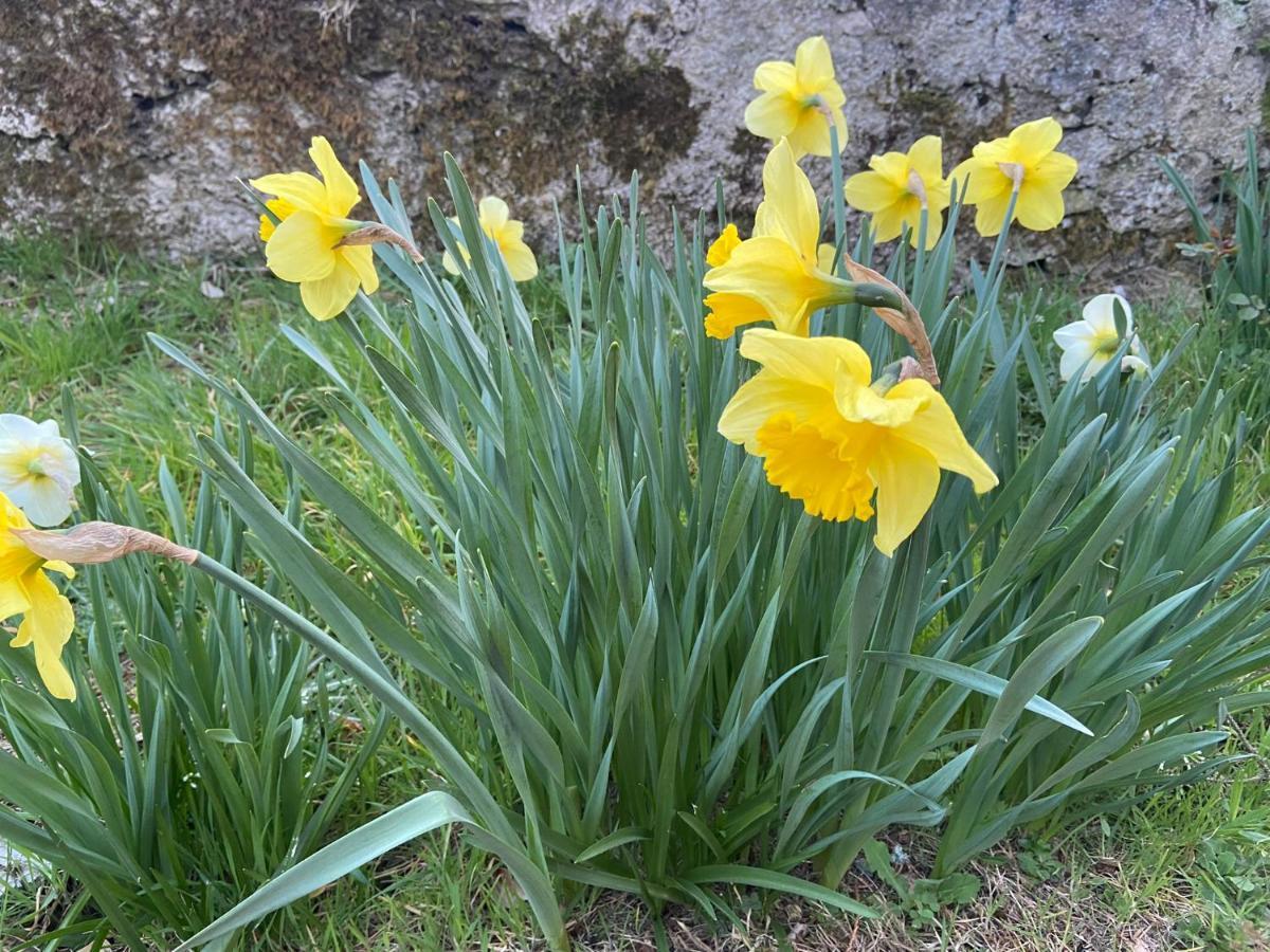 Daffodil Lodge Sligo Kültér fotó